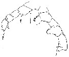 Espèce Paraheterorhabdus (Paraheterorhabdus) vipera - Planche 11 de figures morphologiques