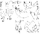 Espèce Euaugaptilus longicirrhus - Planche 2 de figures morphologiques