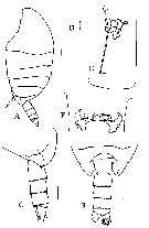 Espce Tharybis juhlae - Planche 1 de figures morphologiques