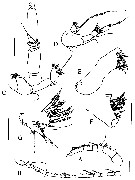 Species Tharybis juhlae - Plate 2 of morphological figures