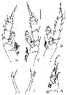 Espce Tharybis juhlae - Planche 4 de figures morphologiques