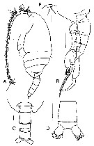 Species Tharybis juhlae - Plate 5 of morphological figures