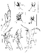 Espce Tharybis juhlae - Planche 6 de figures morphologiques