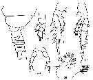 Espèce Amallothrix robustipes - Planche 1 de figures morphologiques