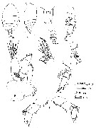 Species Xanthocalanus dilatus - Plate 2 of morphological figures