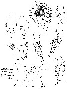 Espce Scopalatum smithae - Planche 1 de figures morphologiques