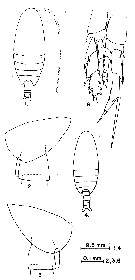 Species Nannocalanus minor - Plate 16 of morphological figures