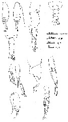 Espèce Canthocalanus pauper - Planche 6 de figures morphologiques