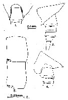 Espèce Cosmocalanus darwini - Planche 10 de figures morphologiques