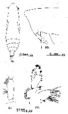 Espèce Subeucalanus subtenuis - Planche 19 de figures morphologiques