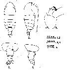 Espèce Euchirella bella - Planche 11 de figures morphologiques