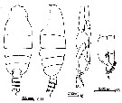 Espèce Euchirella bella - Planche 13 de figures morphologiques