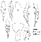 Species Euchaeta indica - Plate 8 of morphological figures