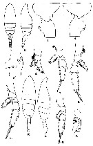 Species Euchaeta concinna - Plate 13 of morphological figures