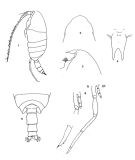Espce Cornucalanus robustus - Planche 2 de figures morphologiques