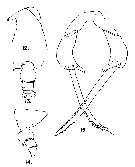 Espèce Scottocalanus securifrons - Planche 14 de figures morphologiques
