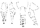 Espèce Pleuromamma xiphias - Planche 32 de figures morphologiques