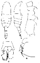 Species Pleuromamma quadrungulata - Plate 7 of morphological figures