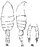 Espèce Pleuromamma borealis - Planche 8 de figures morphologiques