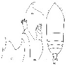 Espèce Haloptilus spiniceps - Planche 9 de figures morphologiques