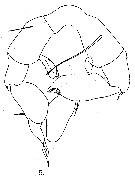 Espèce Arietellus giesbrechti - Planche 3 de figures morphologiques