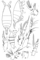 Espèce Spinocalanus angusticeps - Planche 1 de figures morphologiques