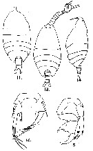 Species Pontellina plumata - Plate 33 of morphological figures