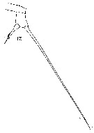 Espèce Acartia (Acartia) negligens - Planche 17 de figures morphologiques