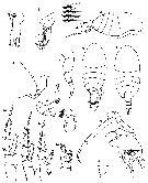 Species Stephos deichmannae - Plate 1 of morphological figures