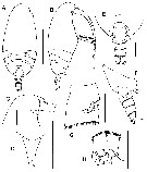 Species Ranthaxus vermiformis - Plate 1 of morphological figures