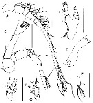 Espèce Ranthaxus vermiformis - Planche 2 de figures morphologiques
