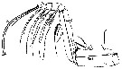 Espèce Euchirella rostrata - Planche 21 de figures morphologiques