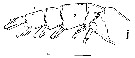 Espèce Euchirella formosa - Planche 8 de figures morphologiques