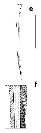 Espèce Chirundinella magna - Planche 14 de figures morphologiques