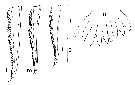 Espèce Pseudochirella obesa - Planche 11 de figures morphologiques