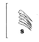 Espèce Euchirella amoena - Planche 14 de figures morphologiques