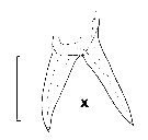 Espèce Euchirella formosa - Planche 9 de figures morphologiques