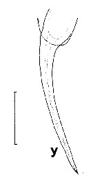 Espèce Euchirella truncata - Planche 20 de figures morphologiques
