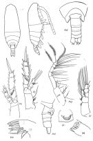 Espèce Spinocalanus magnus - Planche 1 de figures morphologiques