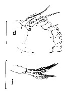 Species Euchirella bella - Plate 15 of morphological figures