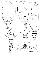 Espèce Diaiscolecithrix andeep - Planche 1 de figures morphologiques