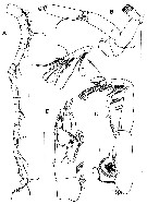 Espèce Diaiscolecithrix andeep - Planche 2 de figures morphologiques