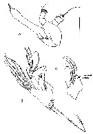 Espèce Diaiscolecithrix andeep - Planche 3 de figures morphologiques