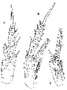 Espèce Diaiscolecithrix andeep - Planche 5 de figures morphologiques