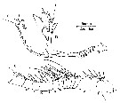 Species Labidocera barbudae - Plate 3 of morphological figures