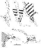 Species Labidocera barbudae - Plate 4 of morphological figures