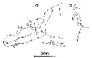 Species Labidocera barbudae - Plate 5 of morphological figures