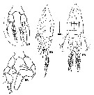 Espèce Arietellus aculeatus - Planche 8 de figures morphologiques