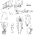 Species Labidocera wilsoni - Plate 3 of morphological figures