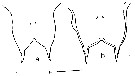 Espce Labidocera wilsoni - Planche 4 de figures morphologiques